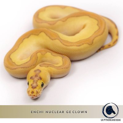 Enchi Nuclear GE Line Clown