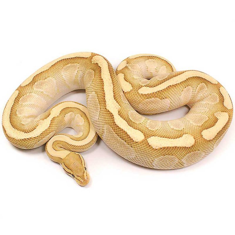 Available Fire Ball Pythons - Python regius - from Serpentia