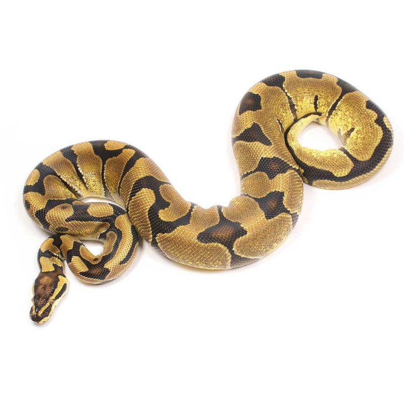 Enchi Ball Python For Sale 2018 Male Serpentia