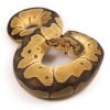 Clown GE Line Ball Python UK