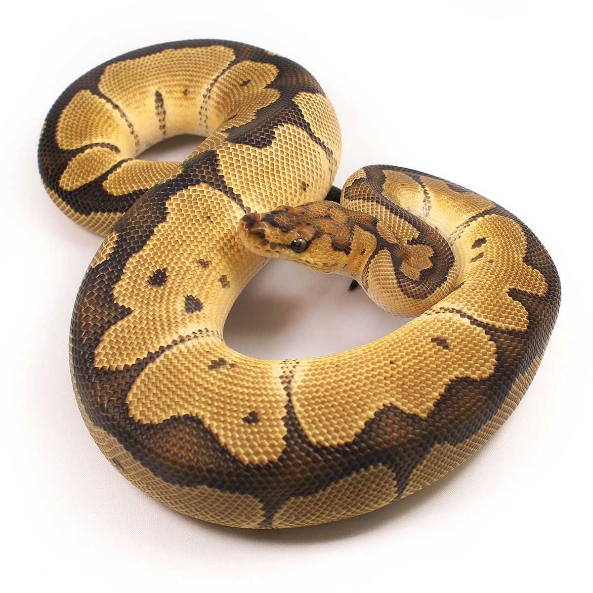 Super Phantom Poss Het Toffee Female Ball Python For Sale - Serpentia.