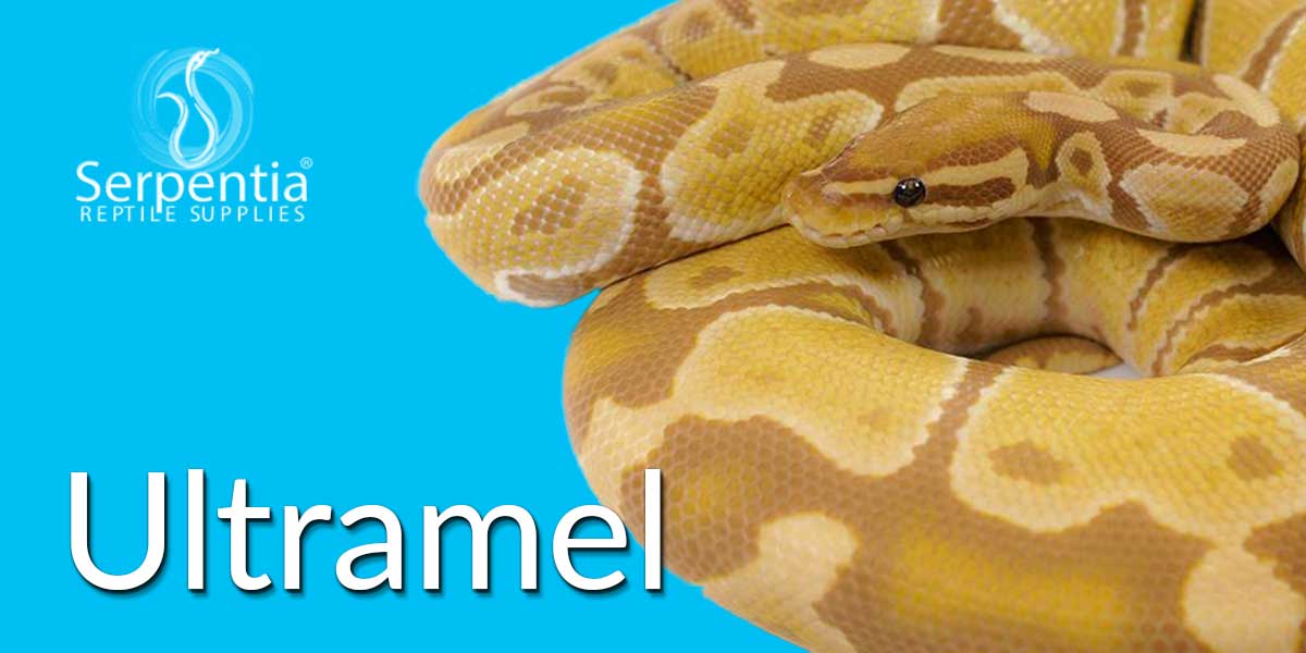 Ultramel Royal Python Ball Python Snakes For Sale UK