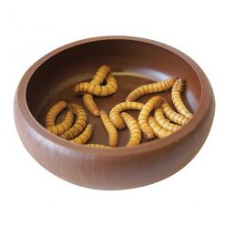 Komodo Plastic Mealworm dish ideal for feeing your pet reptile standard mealworms