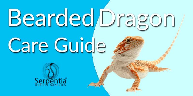 Bearded Dragon Care Sheet - Guide to Pogona vitticeps - Serpentia
