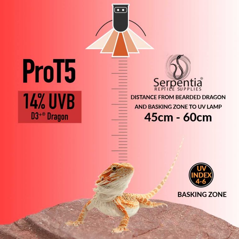 Bearded Dragon Care Sheet Guide to Pogona vitticeps Serpentia