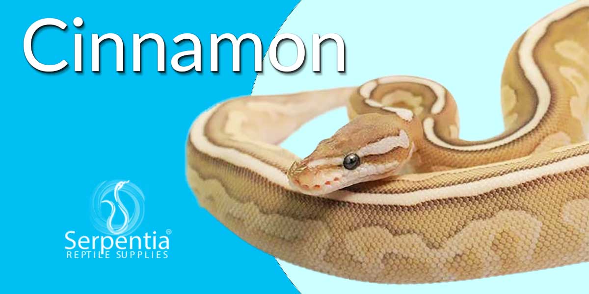 Cinnamon Royal Python Ball Python Snakes For Sale UK