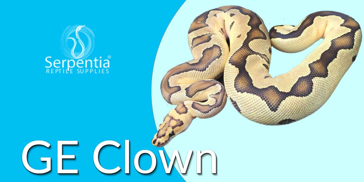 GE Clown Royal Python Ball Python Python Regius For Sale UK