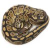 Het Ultramel Ball Python male for Sale UK Serpentia Reptile Supplies
