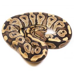 Phantom 100% Het Toffee Ball Python Female for Sale UK Serpentia Reptile Supplies