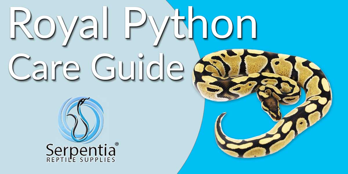 Ball Python Royal Python Care Sheet