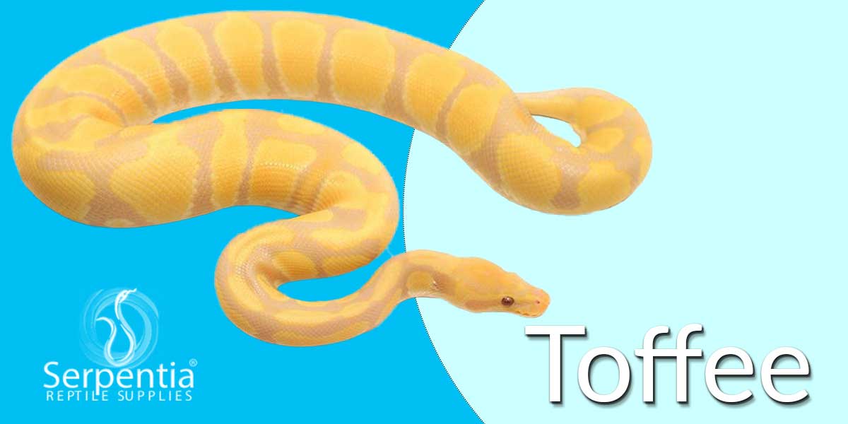 Toffee Royal Python Ball Python Python Regius For Sale UK