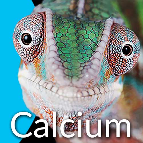 Reptile Calcium Powder Supplements FREE DELIVERY Serpentia