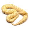 Toffee Female Ball Python For Sale UK