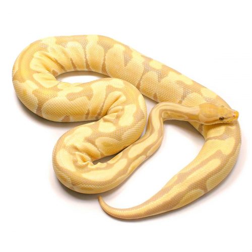 Toffee Ball Python For Sale, 2017 Female Serpentia