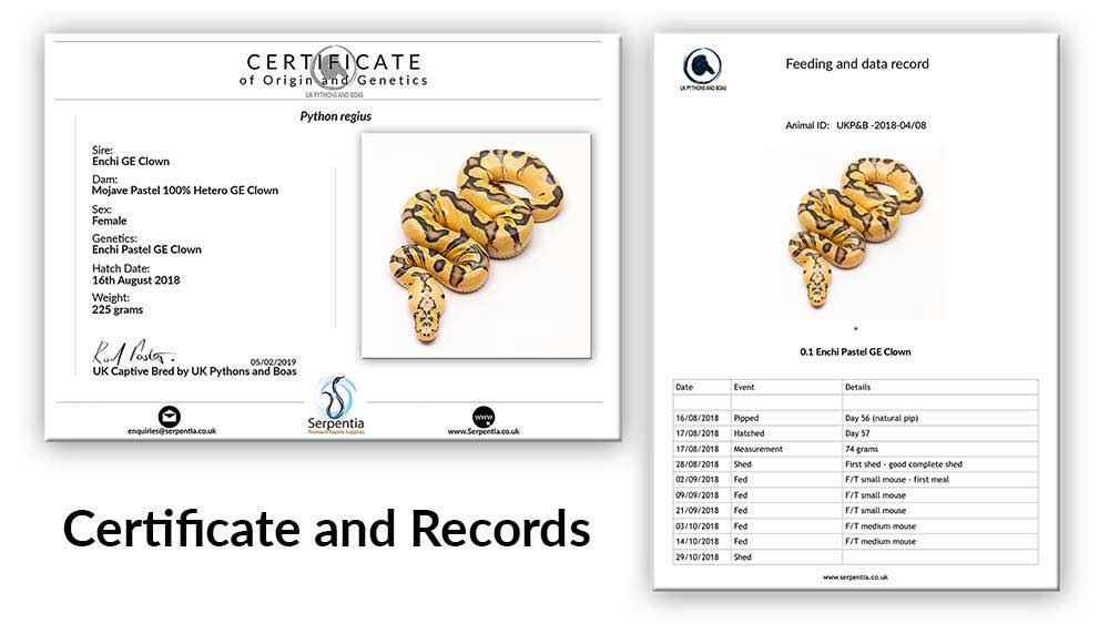 Ball Python Certificate and Records