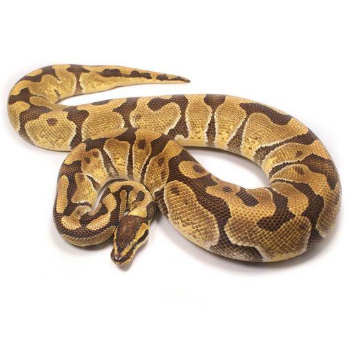 Enchi 100% Het Clown Ball Python 2018 Male | UK Delivery Available