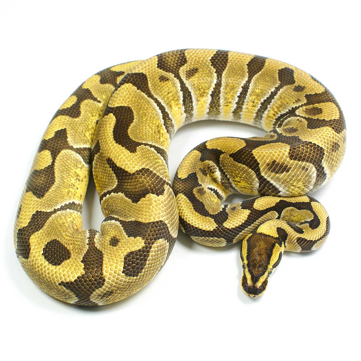 Enchi Het Clown Ball Python | Male Hatched 2018 And Weighing 830 grams | Fe...