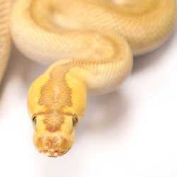 Enchi Lesser Clown Ball Python Male For Sale | UK Delivery Available