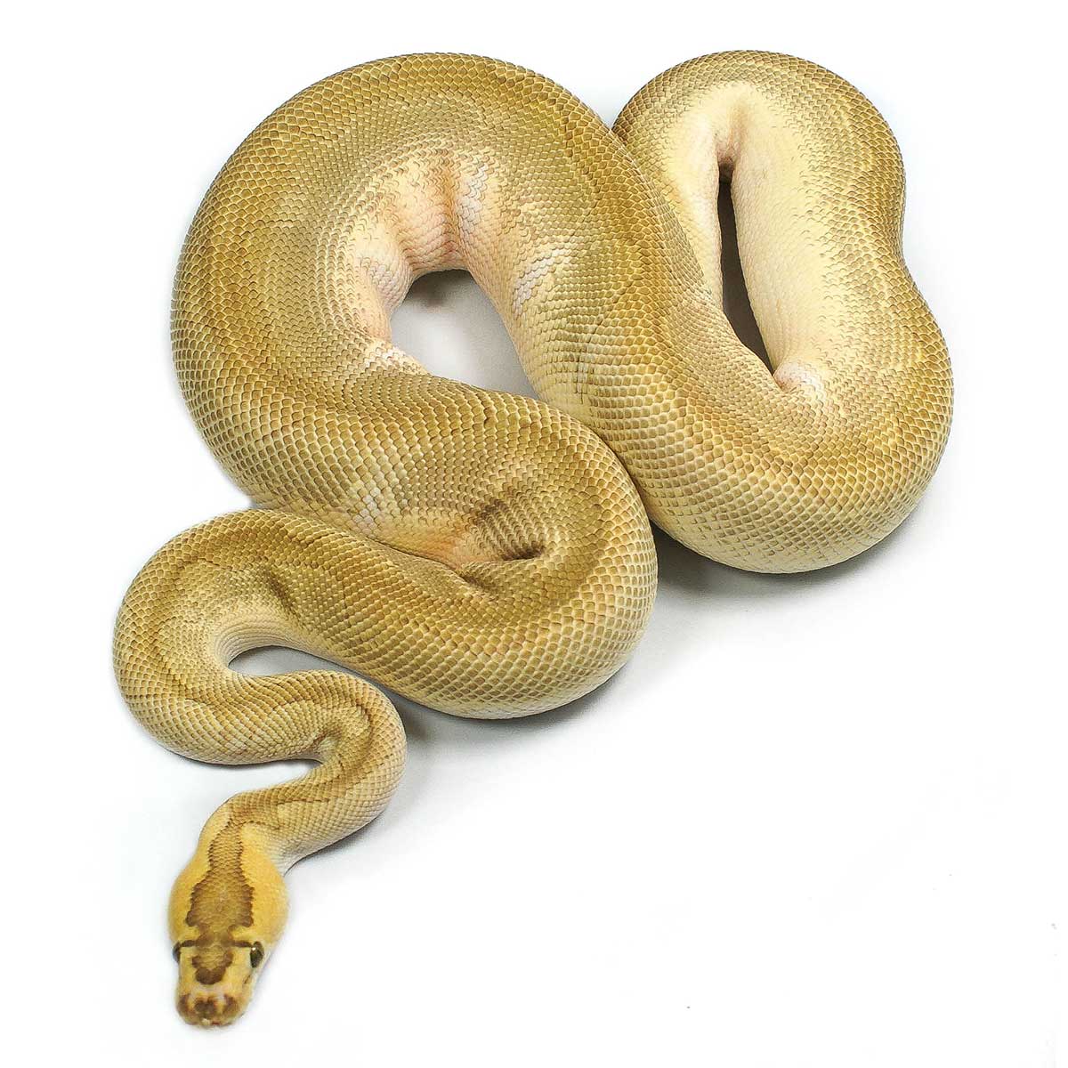 9 5 python. Ball python pearl. enchi lesser. enchi lesser mahogany ball python.