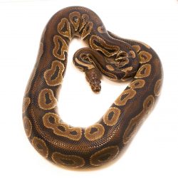 Cinnamon Possible Het Toffee Ball Python Adult Male For Sale UK