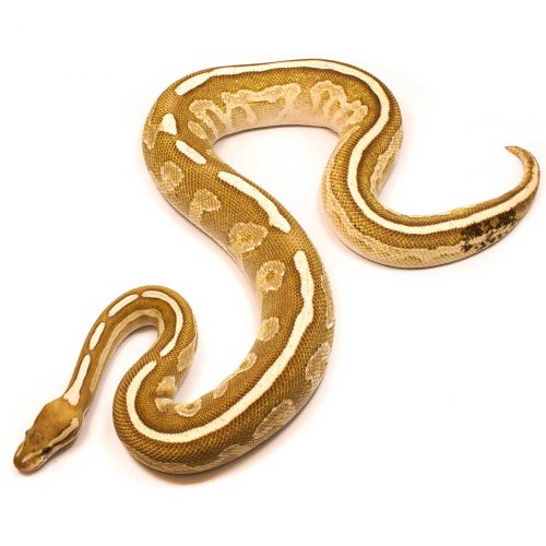 Lithium Fire Male Ball Python For Sale UK