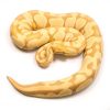 Toffee Adult Female Ball Python