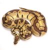 Enchi Pastel Ball Python