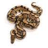 100% Het Clown Male Ball Python