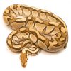 Lesser 100% Het Clown Male Ball Python