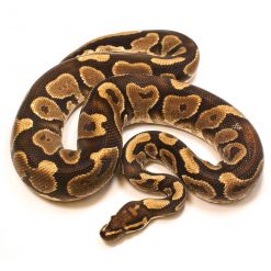 Yellowbelly Ball Python | Male | Hatched 2014 | 1425 grams
