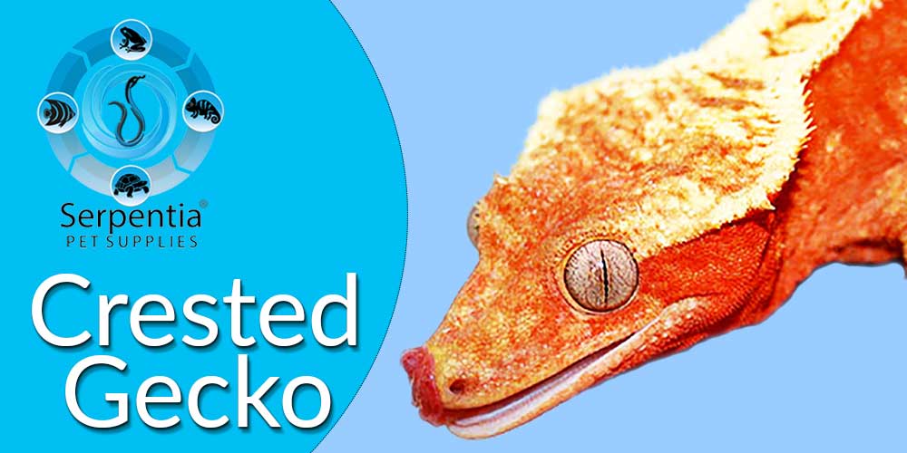 Crested Gecko Food and Vitamin Supplements