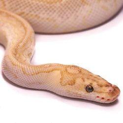 Butter Clown Ball Python Adult Male | UK Delivery Available