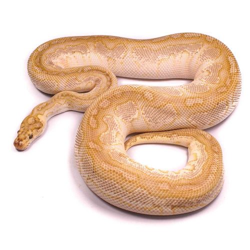 Butter Clown Ball Python Adult Male | UK Delivery Available