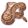 Clown Ball Python, Proven Adult Male | UK Delivery Available