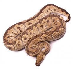 Clown Ball Python, Proven Adult Male | UK Delivery Available