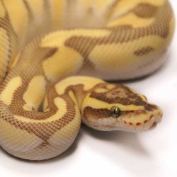 Enchi Lesser Pastel Ball Python Male For Sale | UK Delivery Available