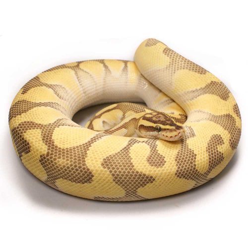 Enchi Lesser Pastel Ball Python Male For Sale | UK Delivery Available