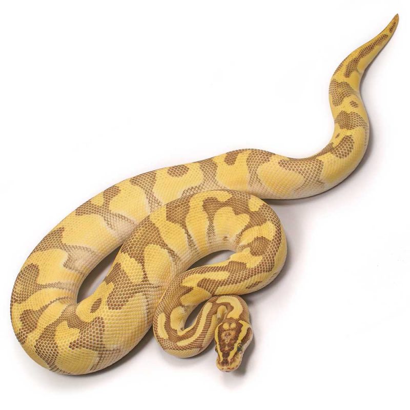 Enchi Lesser Pastel Ball Python, 2018 Male - Serpentia