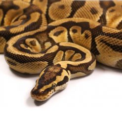 Enchi Pastel Het Clown Ball Python Male For Sale | UK Delivery Available