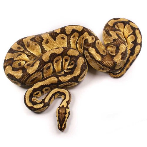 Enchi Pastel Het Clown Ball Python Male For Sale | UK Delivery Available