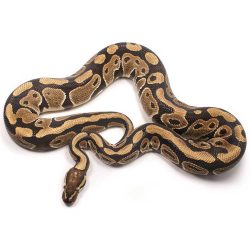 100% Het Clown Male Ball Python | UK Delivery Available