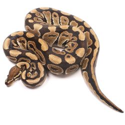 100% Het Clown Male Ball Python | UK Delivery Available