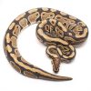 100% Het Clown Male Ball Python | UK Delivery Available