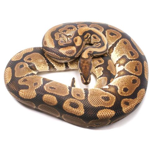 100% Het Desert Ghost Adult Male Ball Python | UK Delivery Available