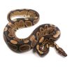 100% Het Desert Ghost Adult Male Ball Python | UK Delivery Available
