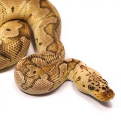 Pastel Clown Ball Python Adult Male | UK Delivery Available