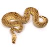 Pastel Clown Ball Python Adult Male | UK Delivery Available