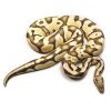 Pastel Desert Ghost Ball Python Adult Male | UK Delivery Available