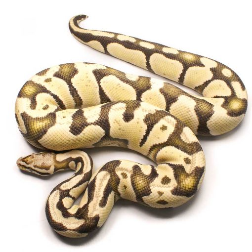 Pastel Desert Ghost Ball Python Adult Male | UK Delivery Available