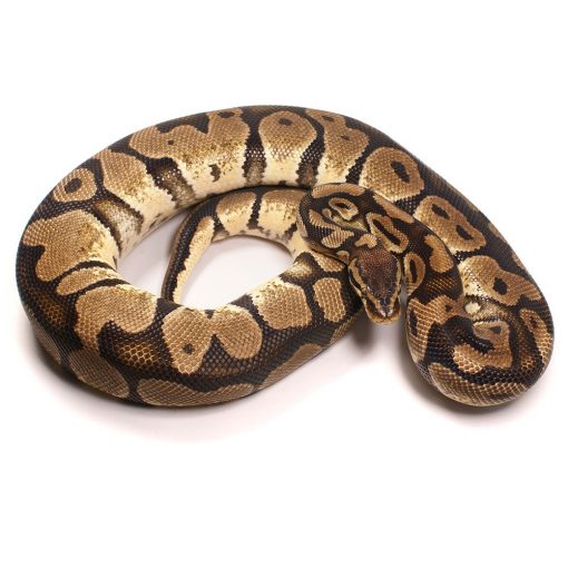 Pastel 100% Het Desert Ghost Adult Male Ball Python | UK Delivery Available